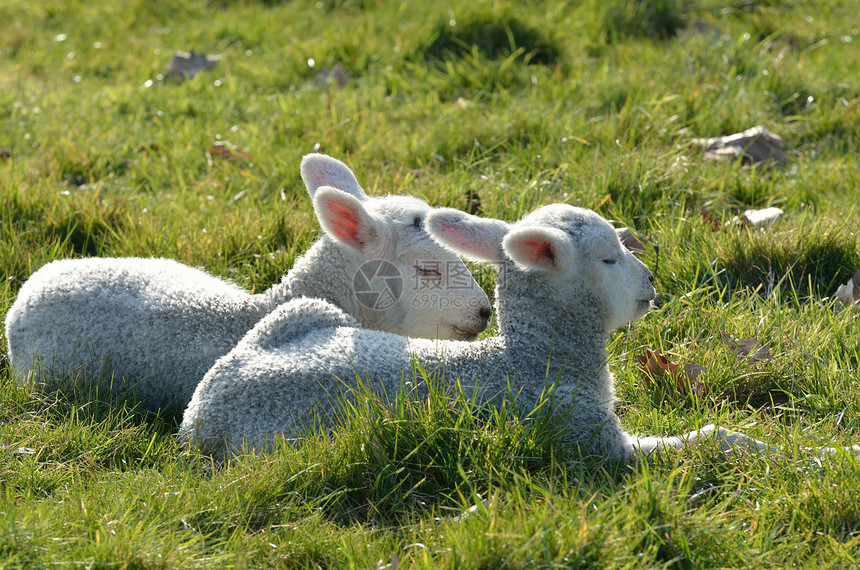 两只羊羔躺在田里图片