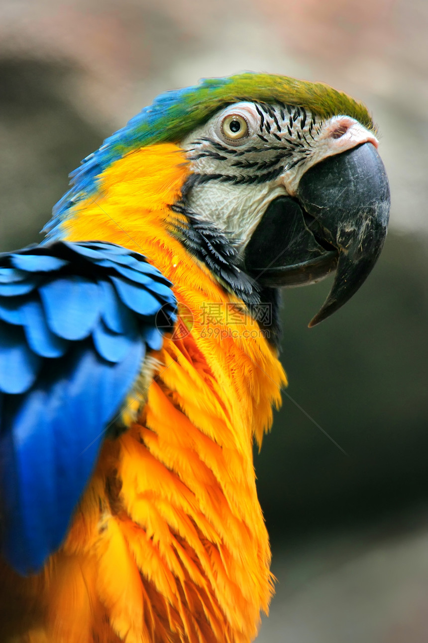 蓝色和黄色Macaw肖像群岛鹦鹉旅行金刚鹦鹉金子热带海洋海峡图片