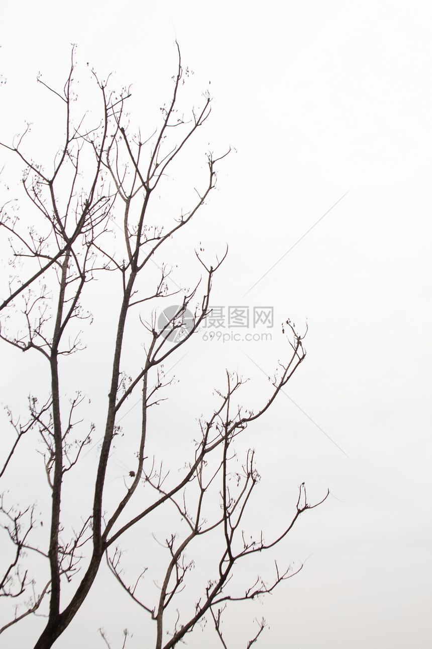 死树环境悲伤天空季节天气艺术白色黑色树干植物图片