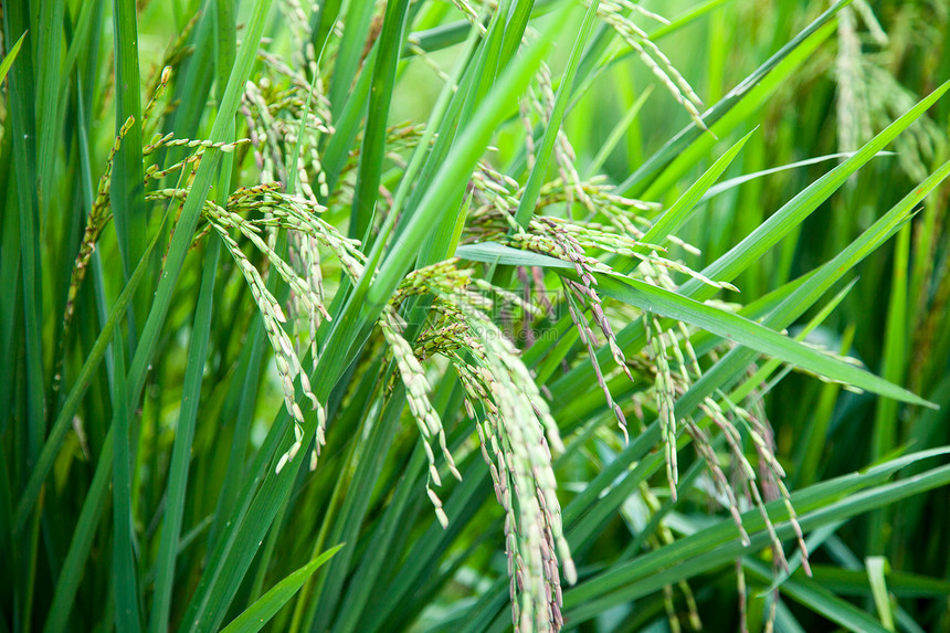 大米和稻田植物群草地收成种子培育生长植物种植园热带粮食图片