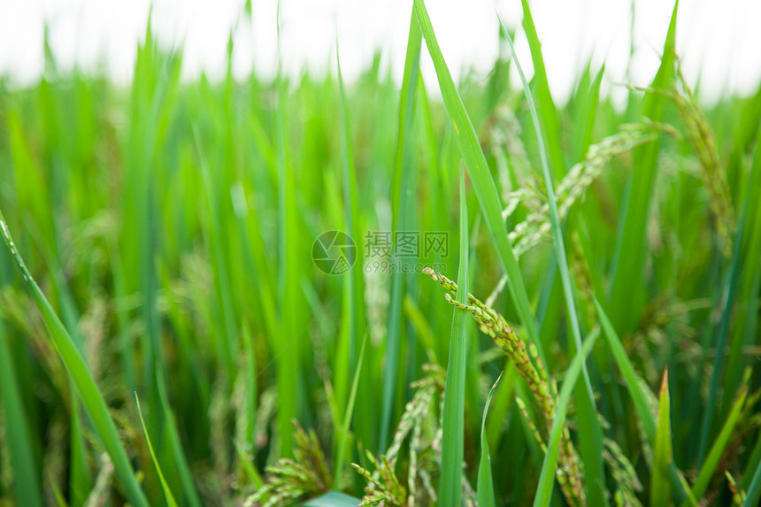 大米和稻田场地植物农田生长收成叶子食物培育种植园植物群图片