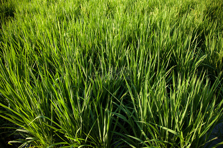 大米和稻田植物食物生长收成叶子谷物农田粮食场地植物群图片