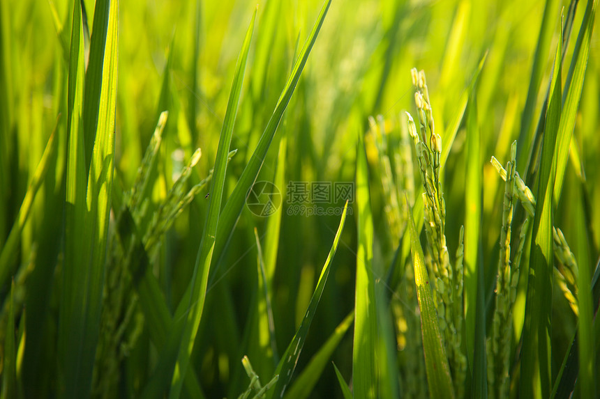 大米和稻田培育种植园食物农田热带生长植物群农场季节叶子图片
