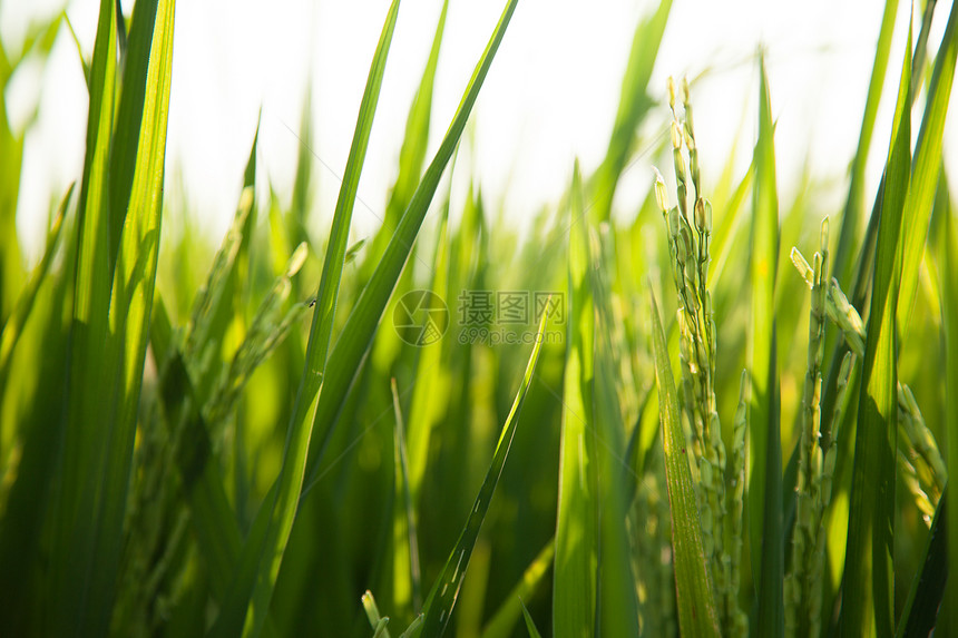 大米和稻田收成季节农场草地金子种植园植物粮食植物群叶子图片