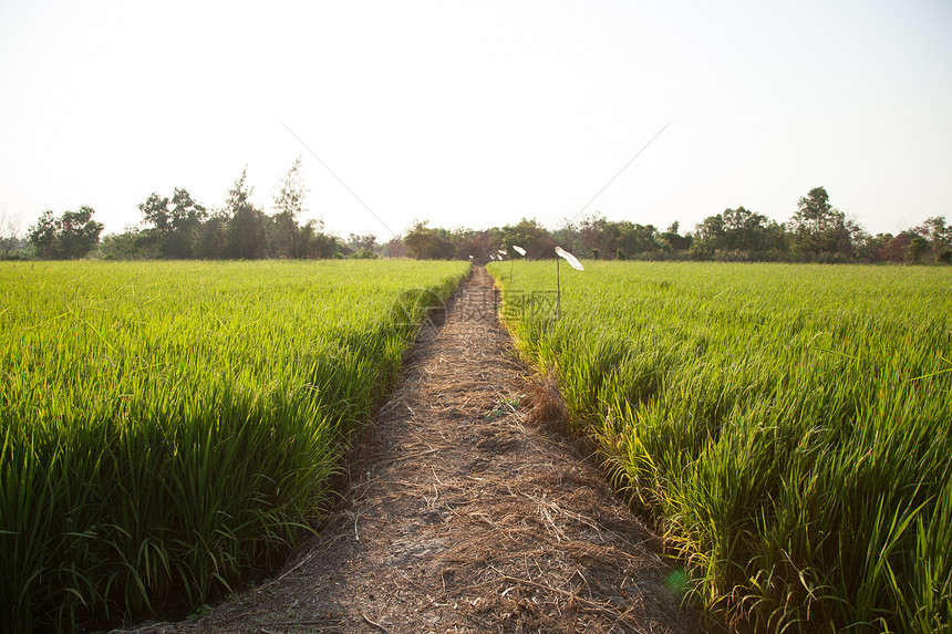 大米和稻田农场食物谷物植物群种植园生长植物季节粮食叶子图片