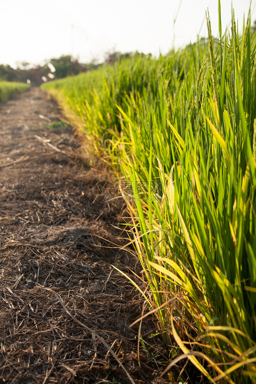 大米和稻田收成热带草地植物群季节种子场地农田粮食叶子图片