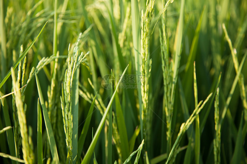 大米和稻田场地农村叶子生长农田植物群粮食草地季节收成图片