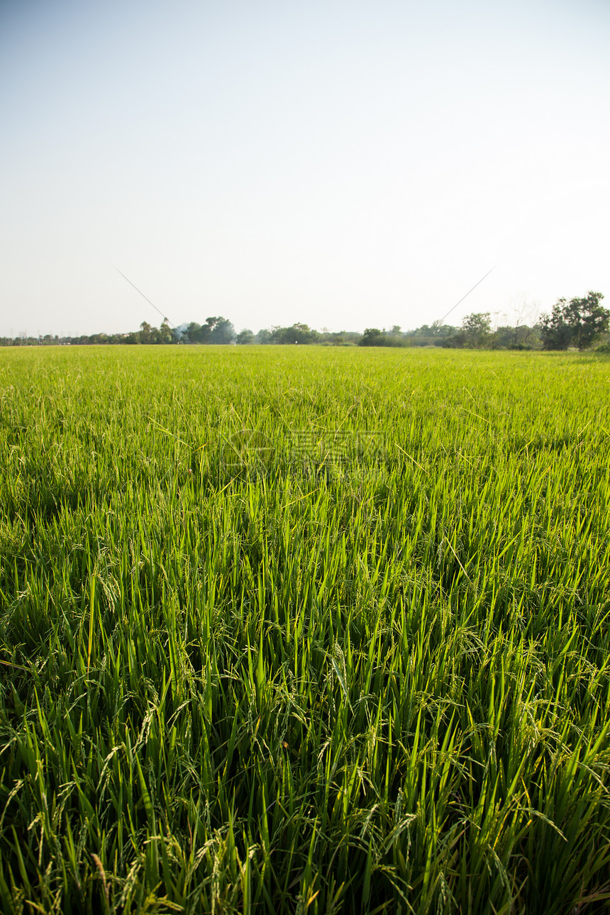 大米和稻田粮食植物群农村场地谷物季节植物培育种子收成图片