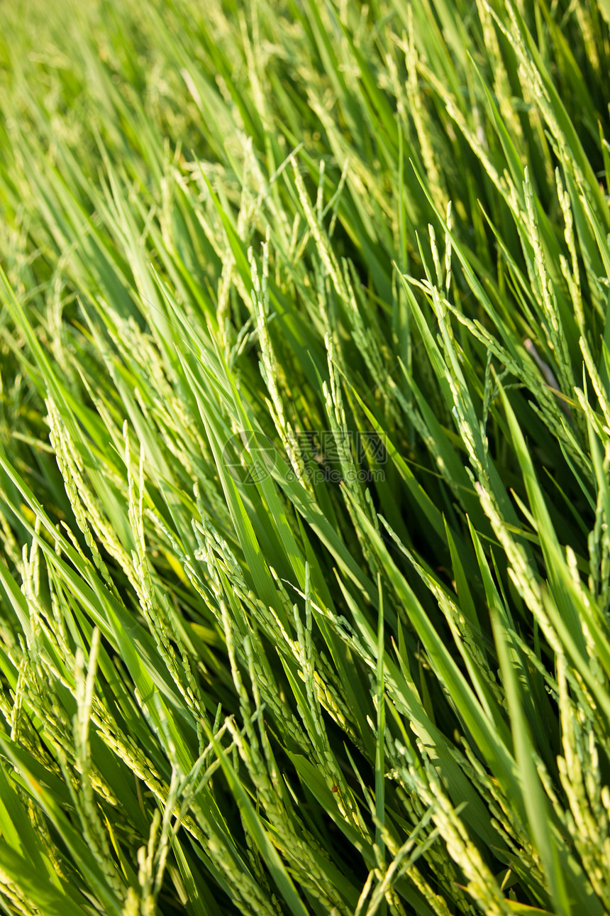 大米和稻田农场植物群粮食谷物场地生长植物农村种子草地图片