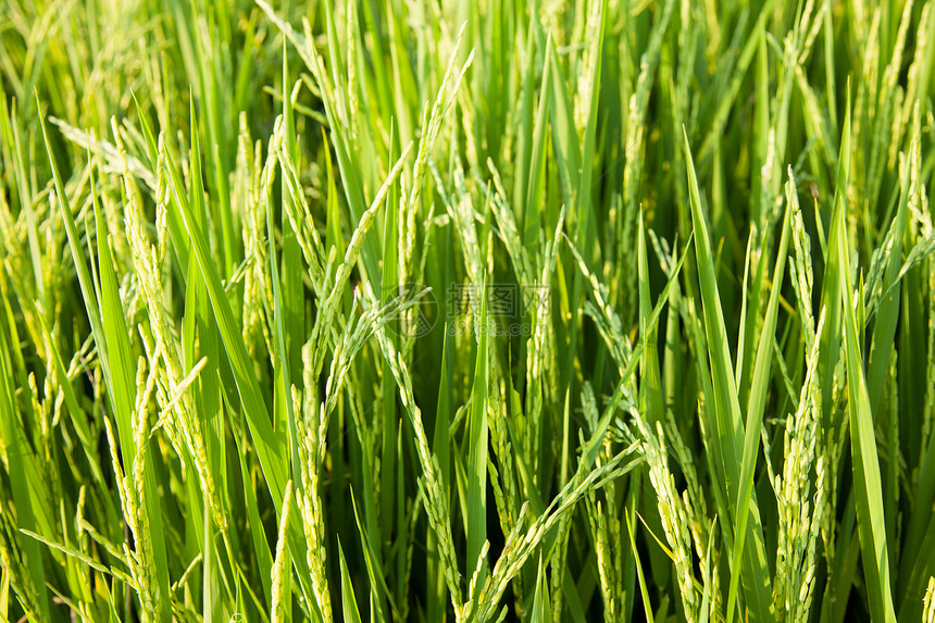 大米和稻田季节生长金子培育收成场地粮食农场农田农村图片