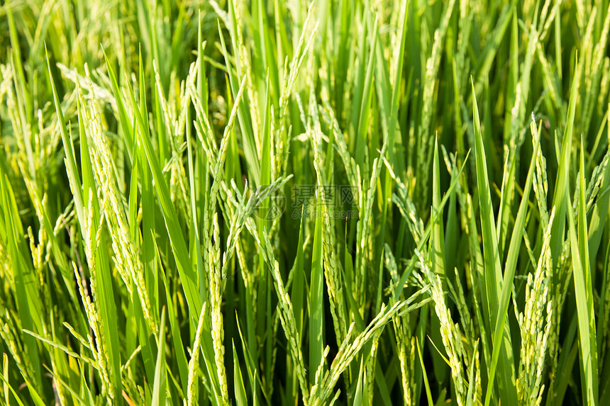 大米和稻田食物收成谷物种子季节叶子农场生长粮食热带图片