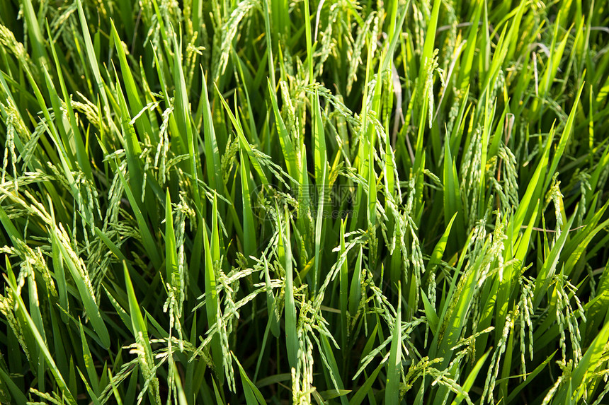大米和稻田谷物生长农田种植园农村场地收成热带草地叶子图片