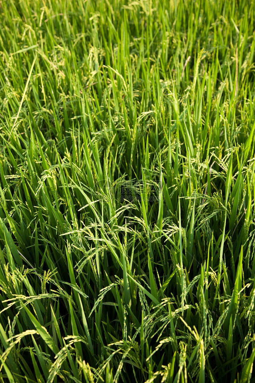 大米和稻田叶子生长谷物金子热带培育农村植物群粮食农场图片