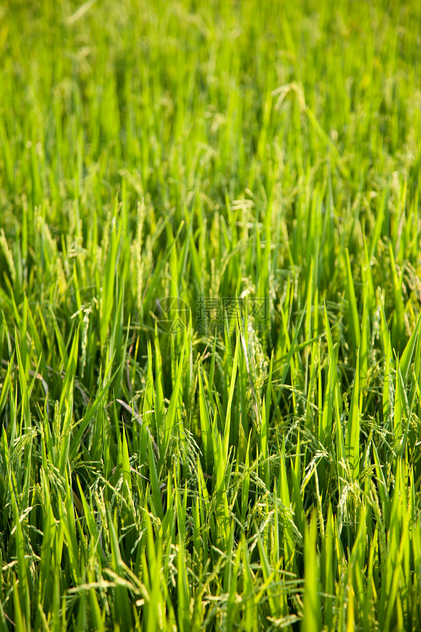 大米和稻田金子种子热带农村草地生长食物粮食植物群农田图片