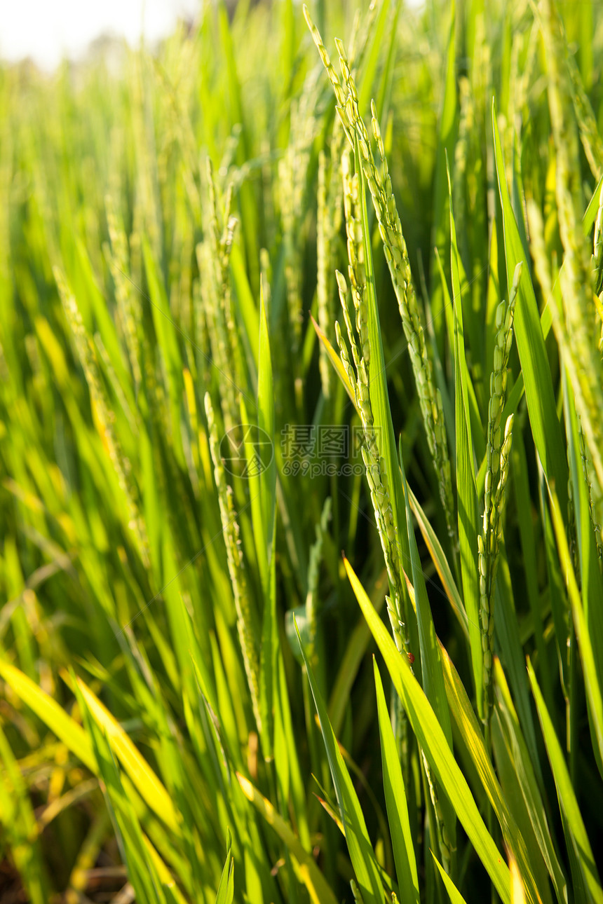 大米和稻田热带农村种植园草地植物农田收成种子植物群培育图片