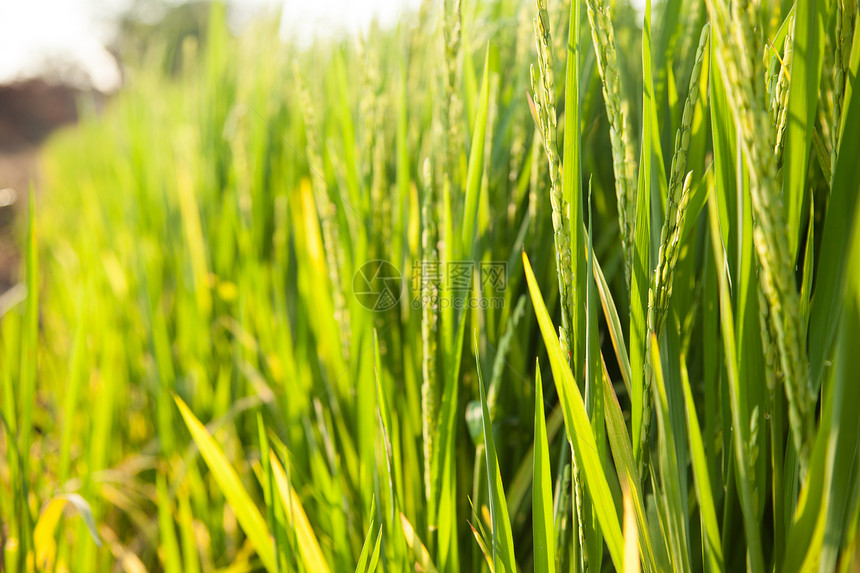 大米和稻田热带季节粮食种子农田生长收成金子植物种植园图片