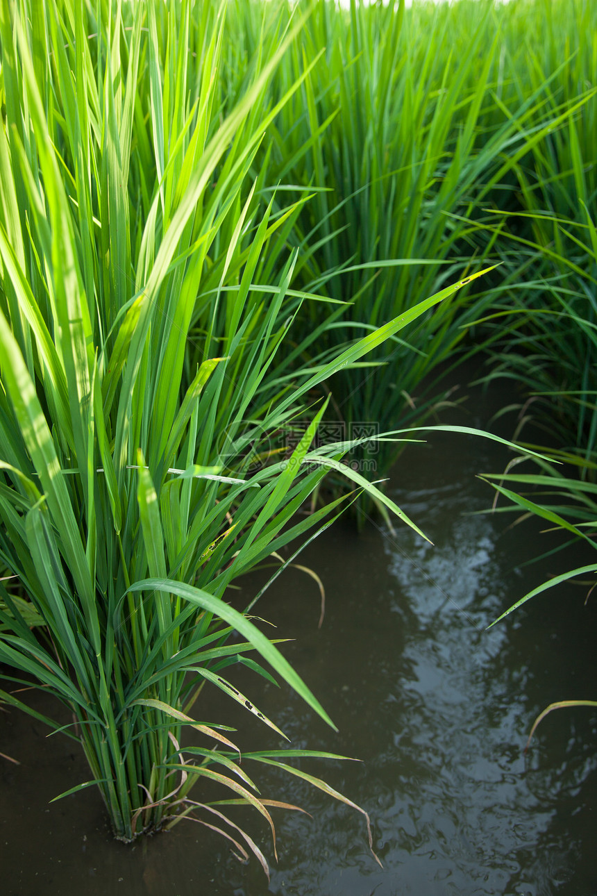 大米和稻田培育谷物植物群农村收成金子热带种植园农田粮食图片
