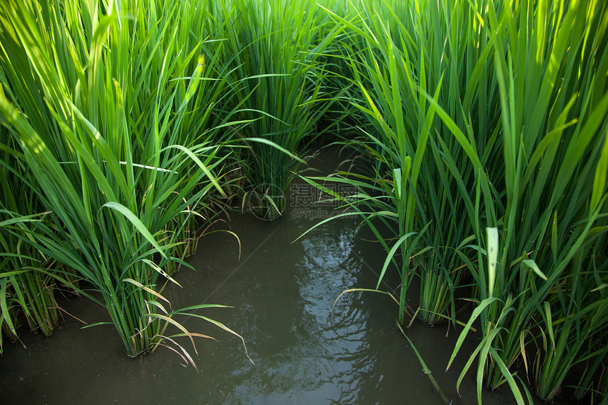 大米和稻田收成种植园农田金子热带农村食物场地农场粮食图片