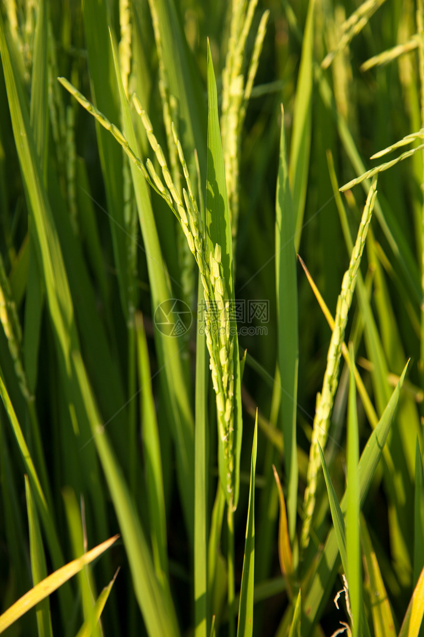 在稻田里收成场地热带农村农田种植园季节叶子培育草地图片