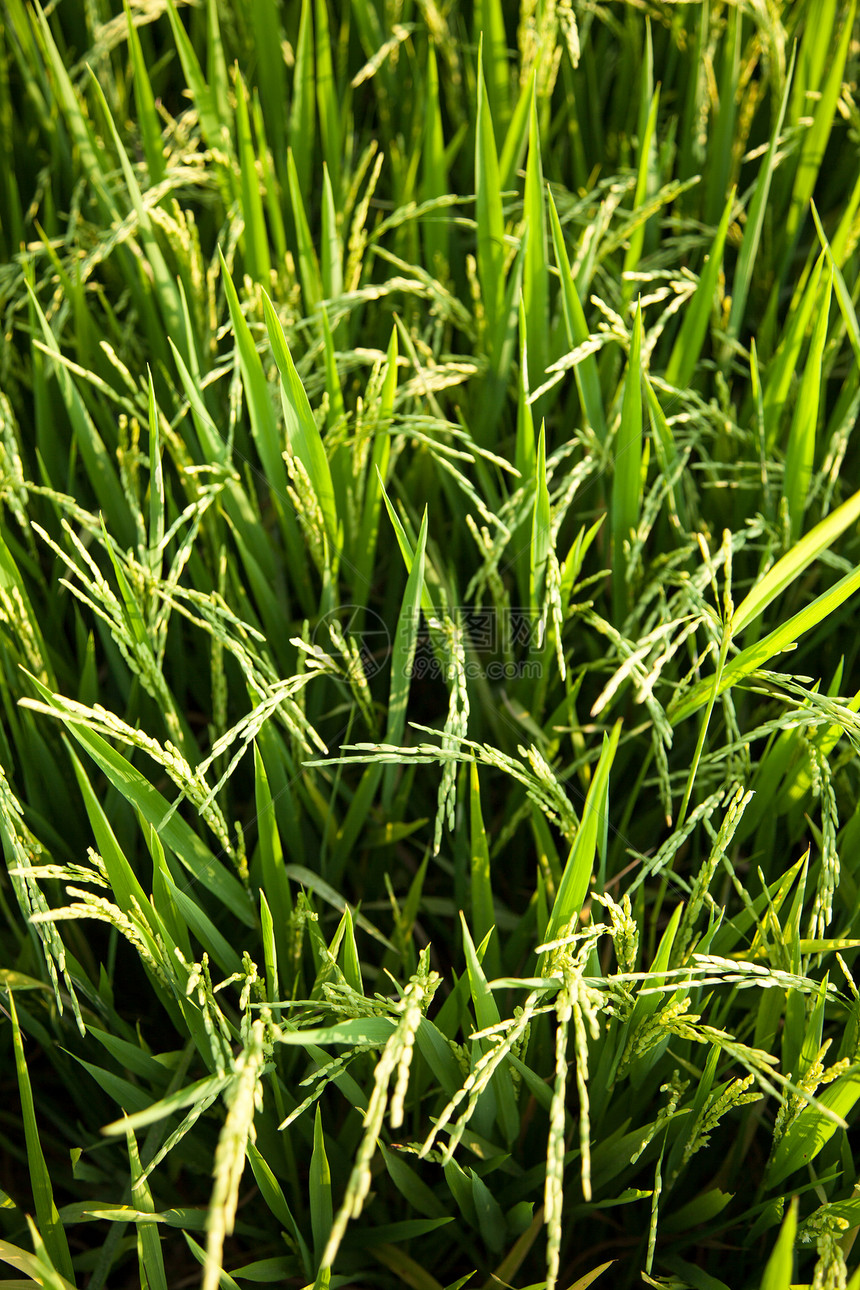 在稻田里生长草地场地农村叶子季节种植园种子谷物热带图片