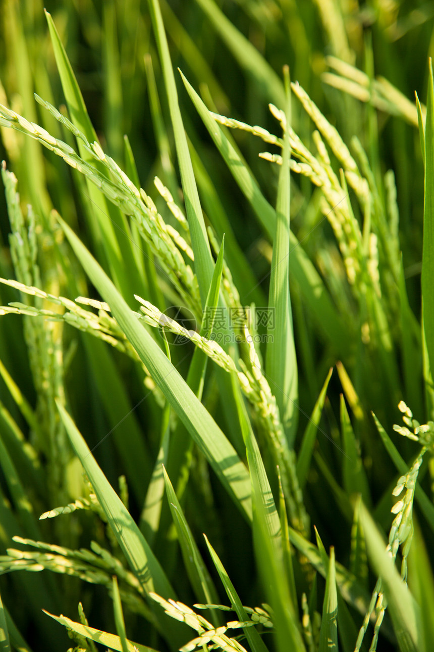 在稻田里食物种植园农村谷物种子生长叶子季节培育农田图片