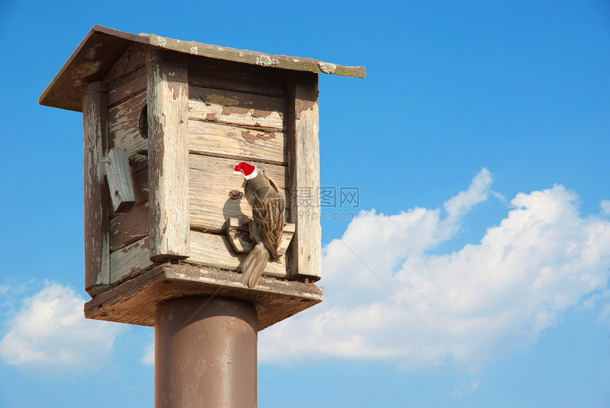 为圣诞红帽子小鸟准备的树屋 给圣诞红帽子小鸟阳光种子饥饿羽毛住房日光家庭访客鸟类饲料图片