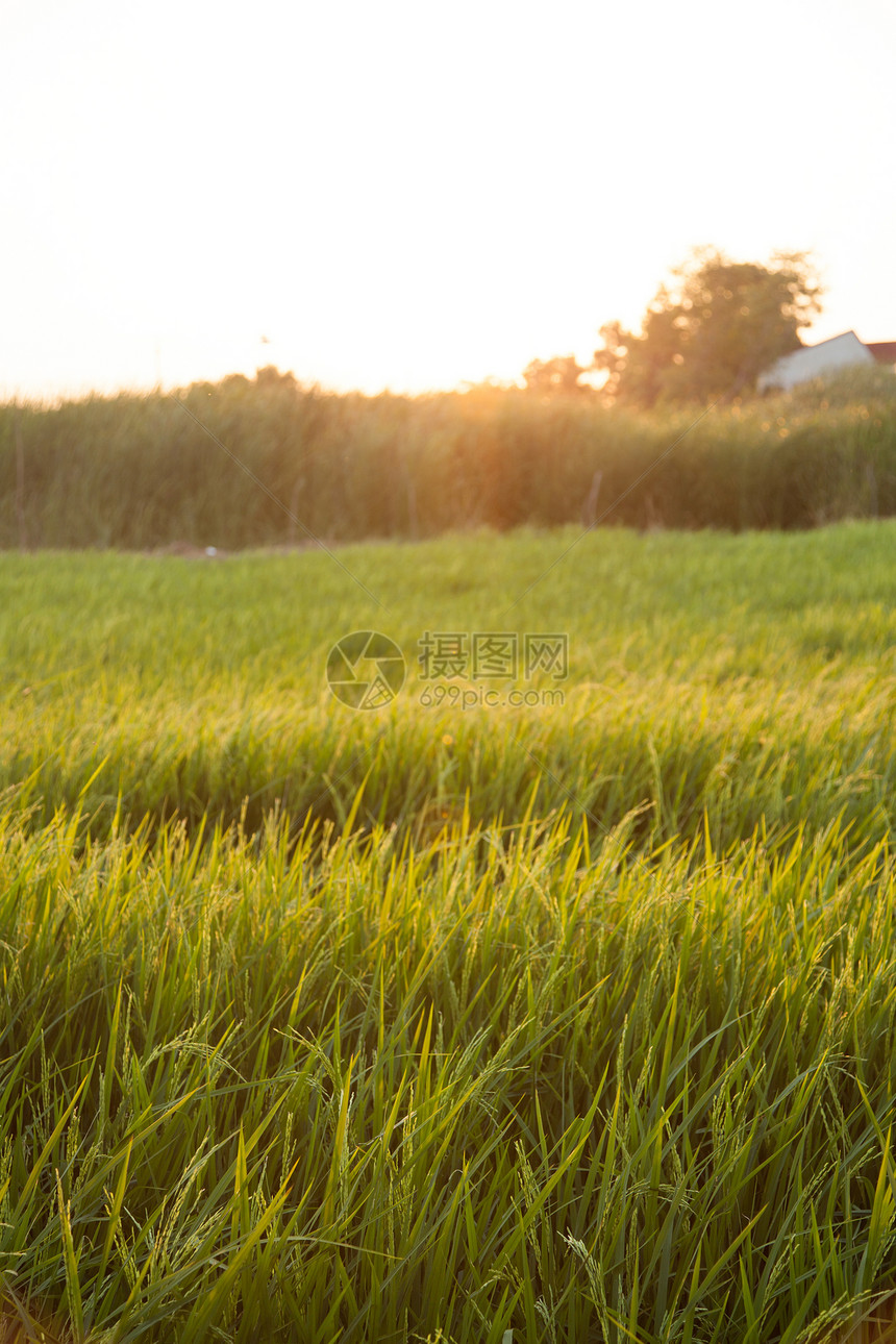 在稻田里农场季节种植园培育植物群生长叶子收成种子热带图片