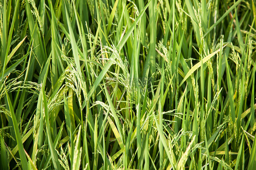 在稻田里农田谷物叶子农场种子食物植物热带培育种植园图片