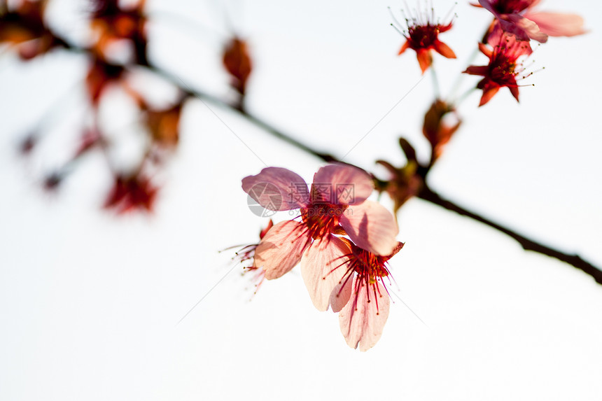 樱桃投标花园天空植物群压痛柔软度植物果园樱花宏观图片