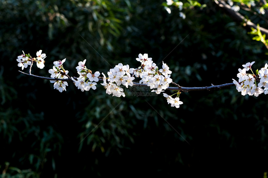 樱桃樱花花瓣压痛花园园艺投标植物学植物群植物果园图片