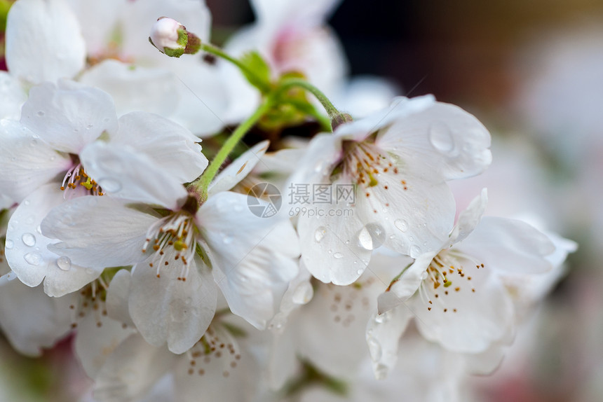 樱桃天空压痛柔软度季节植物群植物学宏观果园投标樱花图片