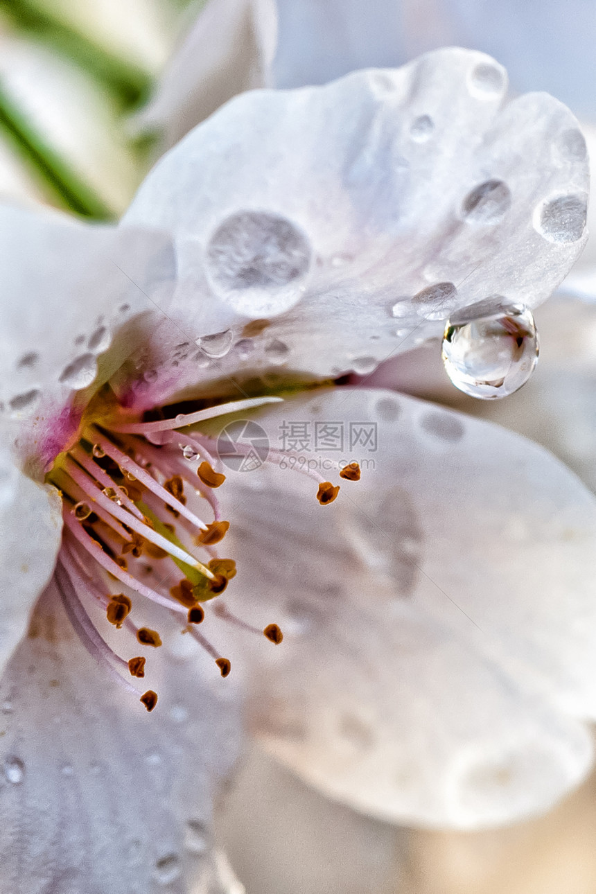樱桃植物学压痛果园植物群花园季节樱花花瓣植物宏观图片