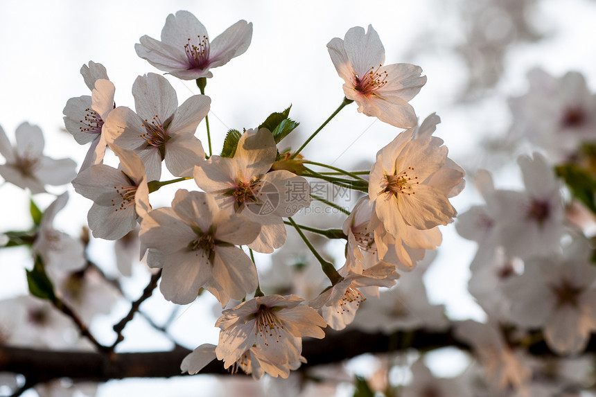 樱桃果园季节花瓣花园樱花宏观天空植物群投标植物学图片