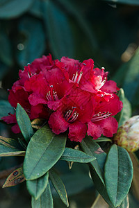 Azalea 位于Th国家公园海拔旅行红色植物树叶植物学绿色植物群玫瑰季节背景图片