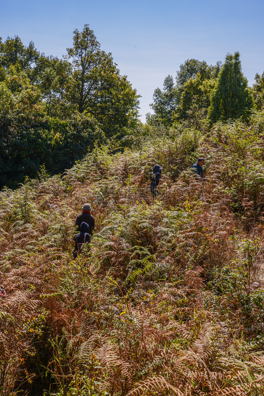 阿尔卑斯山草原的走道 蒂因纳顿 清迈建筑学佛塔历史旅行宝塔建筑宗教蓝色墙纸文化图片