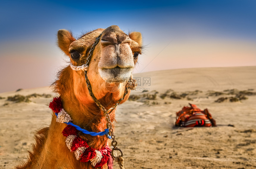 骆驼头部滑稽的细图图片