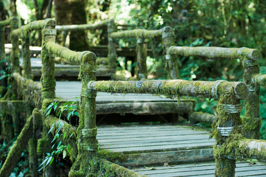 热带雨林中的木桥苔藓水分踪迹丛林公园风化天桥树叶木头荒野图片