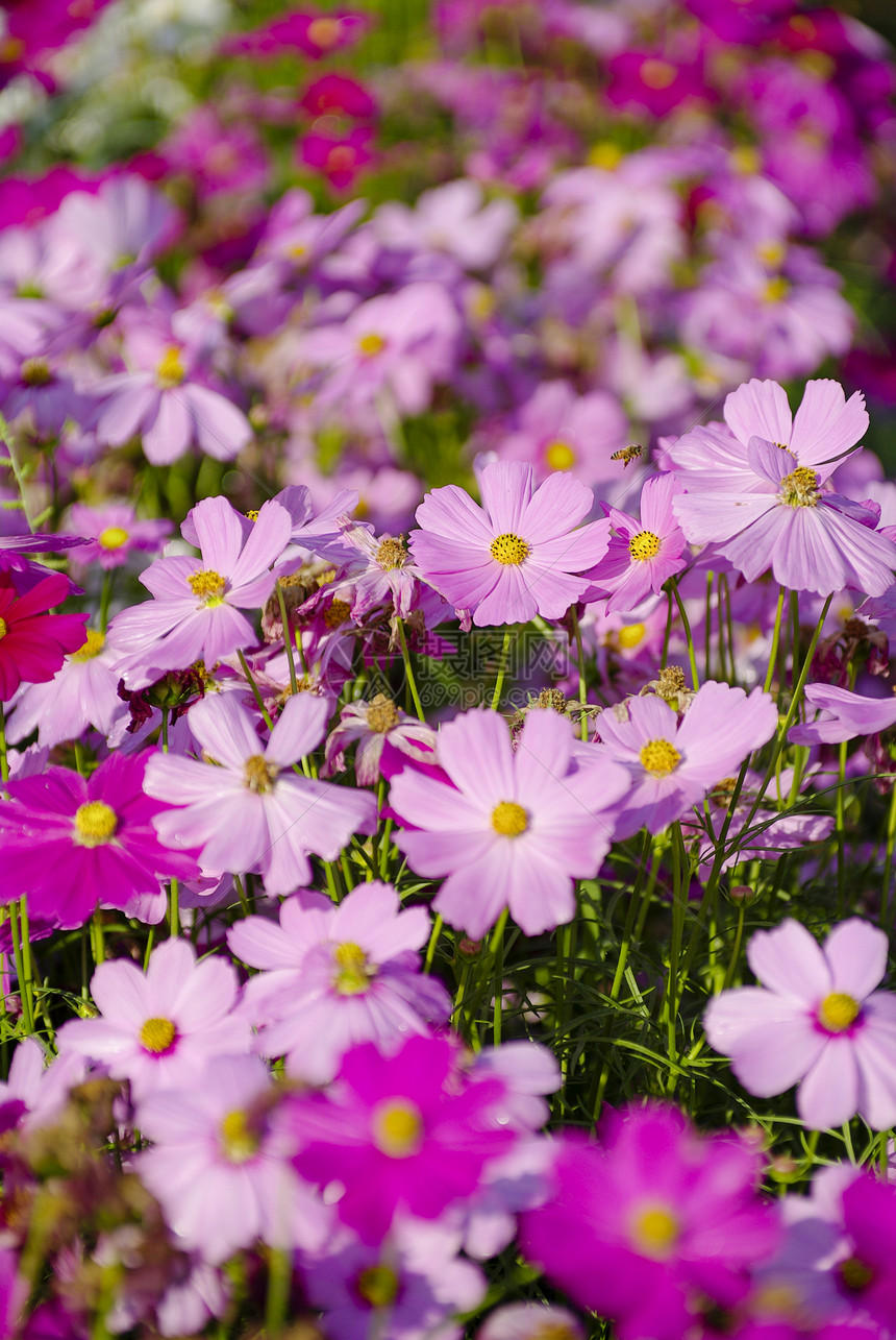 粉粉宇宙花朵庆典日落活力植物植物学植物群农村紫色草地环境图片
