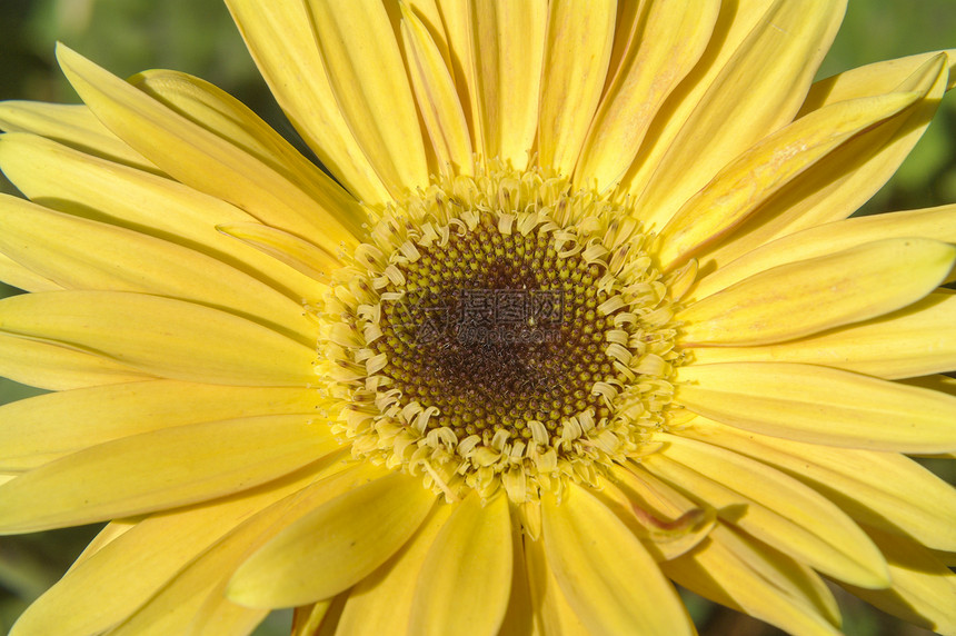 特写向日葵团体太阳植物群花园橙子阳光植物种子花瓣叶子图片