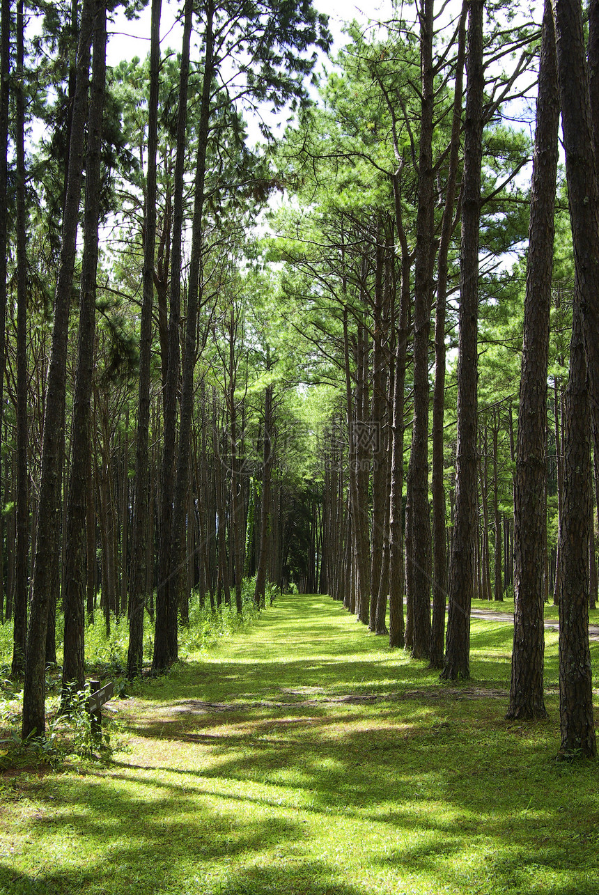 秋天清晨一棵松林的照片旅行日光荒野阳光农村生态水分风景环境射线图片