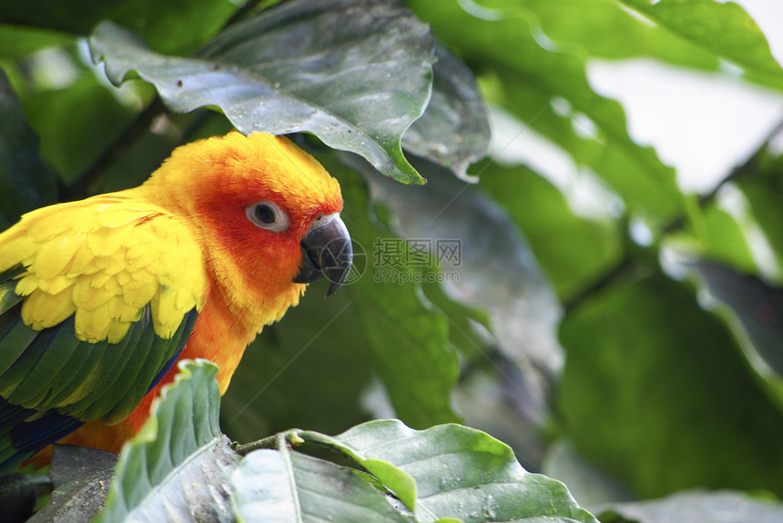鹦鹉鸟金刚鹦鹉翅膀热带鸟类荒野宠物动物群异国丛林野生动物图片