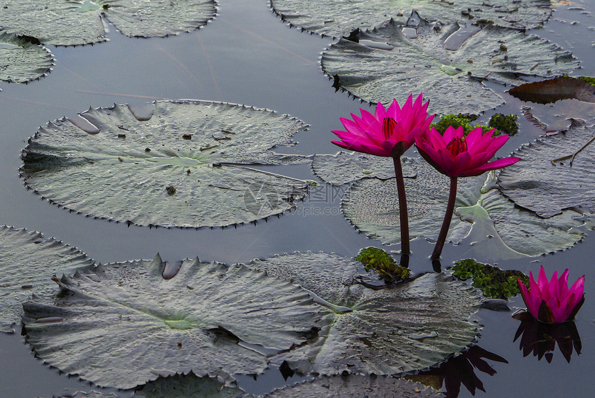 日出时花朵开花花瓣植物沉思异国花园宗教冥想百合越南人荷花图片