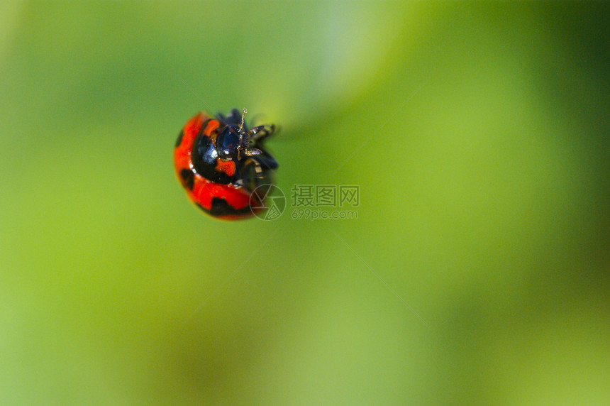 草虫(Ladybird) 爬在绿草上图片