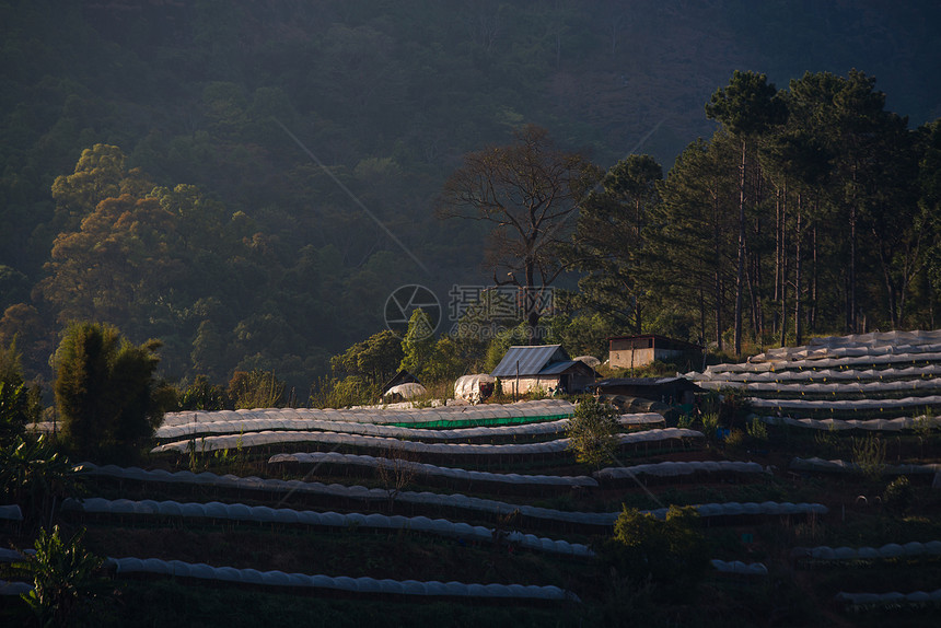 温室植物泰国清迈环境热带星星夜景生长农业起跑线农村高地场景图片