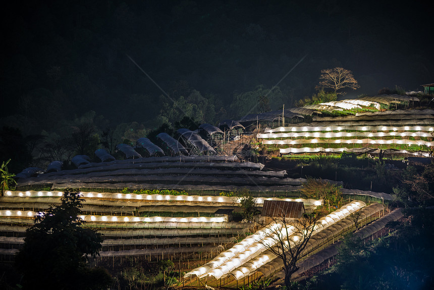 温室植物的夜景清迈 泰拉图片