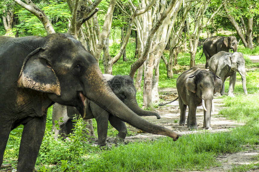 森林中的亚洲大象图片