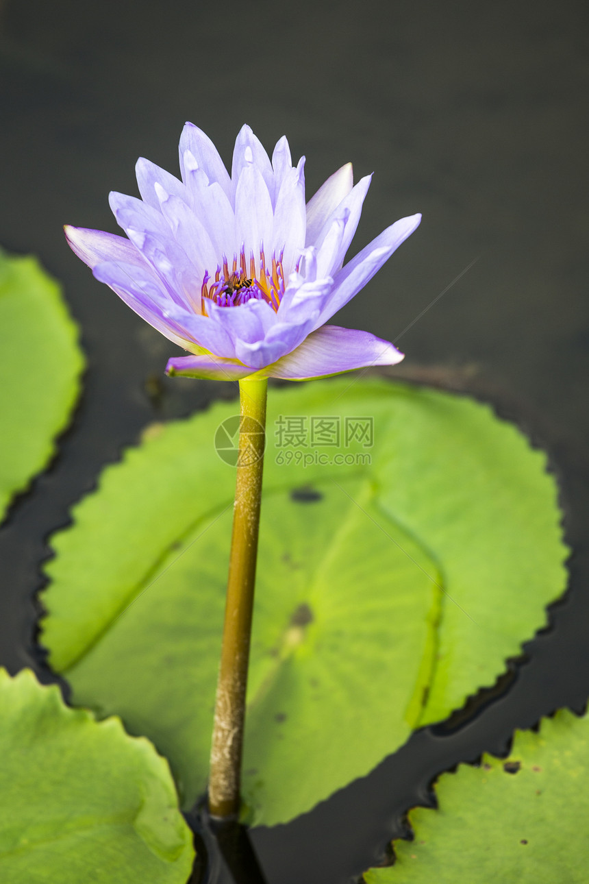 Lotus 水百合花花水池叶子植物紫色花瓣植物群美丽荷花温泉热带图片