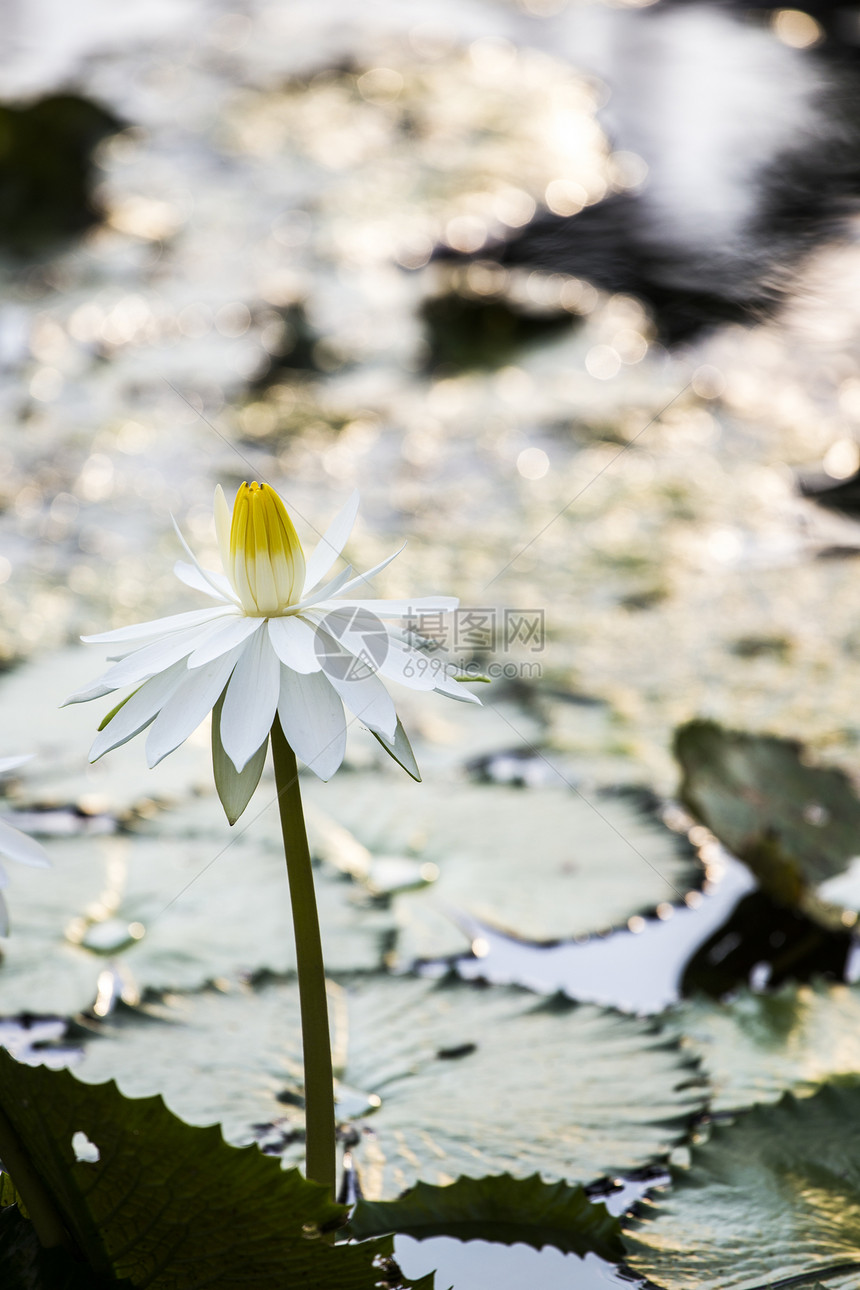 Lotus 水百合花花温泉花园植物群美丽反射叶子宏观紫色植物学植物图片