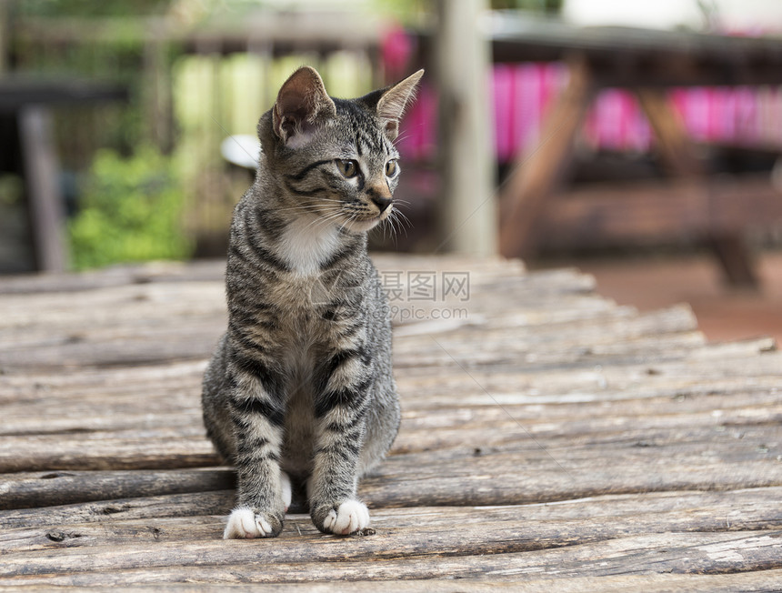 青年猫沉思条纹小猫灰色哺乳动物猫科猫咪毛皮虎斑半边脸图片