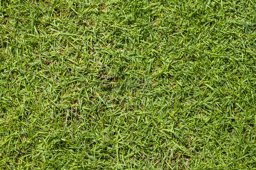 绿绿色草质背景草地草原院子生长运动娱乐足球课程绿色植物环境图片